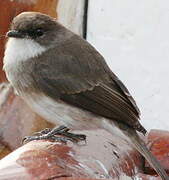 Swamp Flycatcher