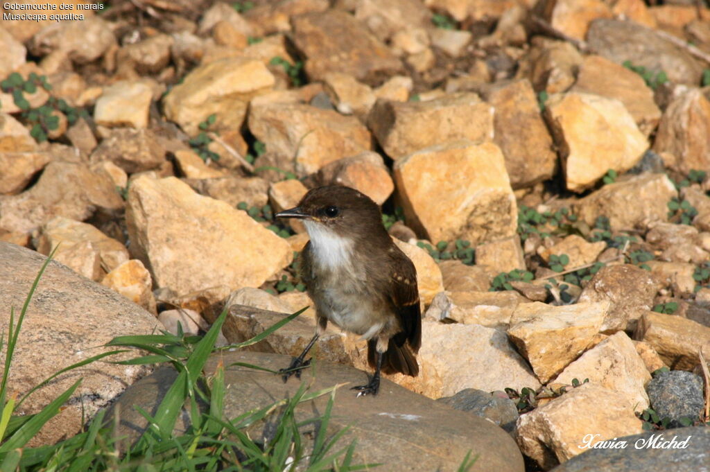 Gobemouche des marais