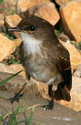 Gobemouche des marais