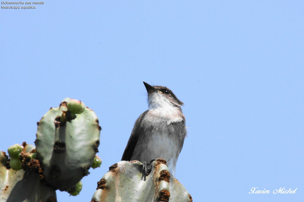 Swamp Flycatcher