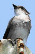 Swamp Flycatcher