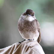 Swamp Flycatcher