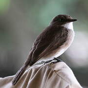 Swamp Flycatcher