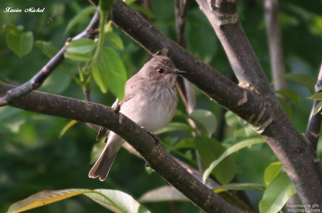 Spotted Flycatcheradult