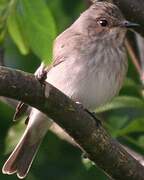 Spotted Flycatcher