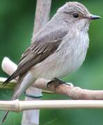 Spotted Flycatcher