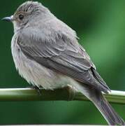 Spotted Flycatcher