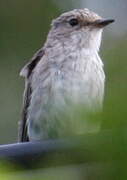 Spotted Flycatcher