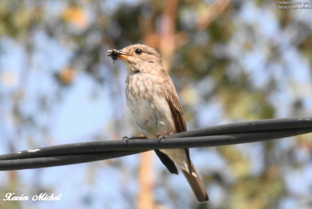 Spotted Flycatcheradult, feeding habits