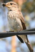 Spotted Flycatcher