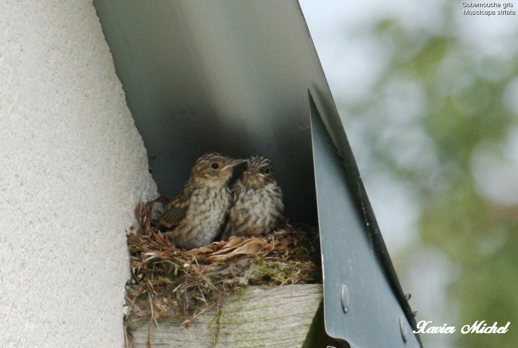 Spotted FlycatcherFirst year, identification, Reproduction-nesting