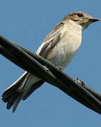 European Pied Flycatcher