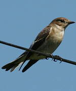 European Pied Flycatcher