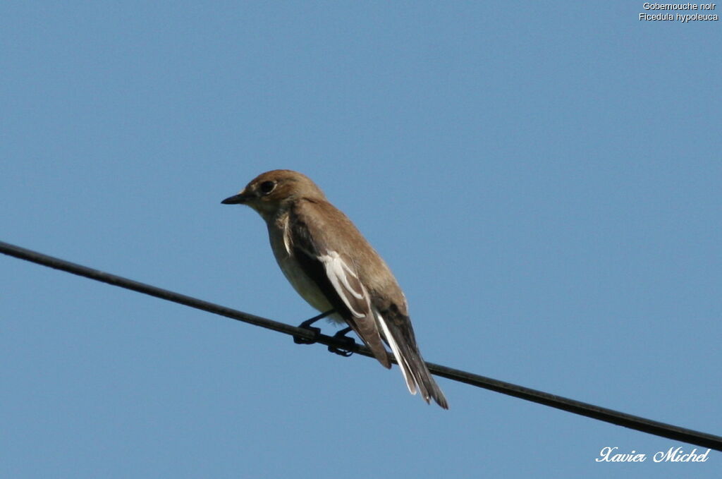 European Pied Flycatcher