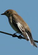 European Pied Flycatcher