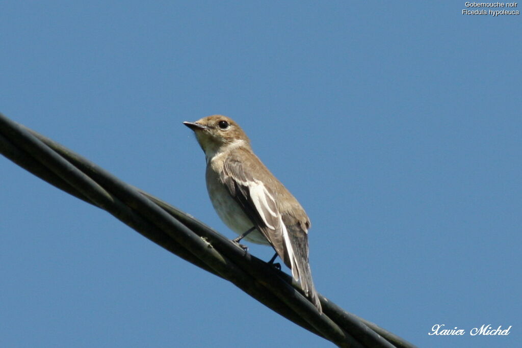 European Pied Flycatcher