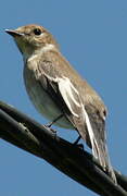 European Pied Flycatcher