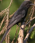 Southern Black Flycatcher