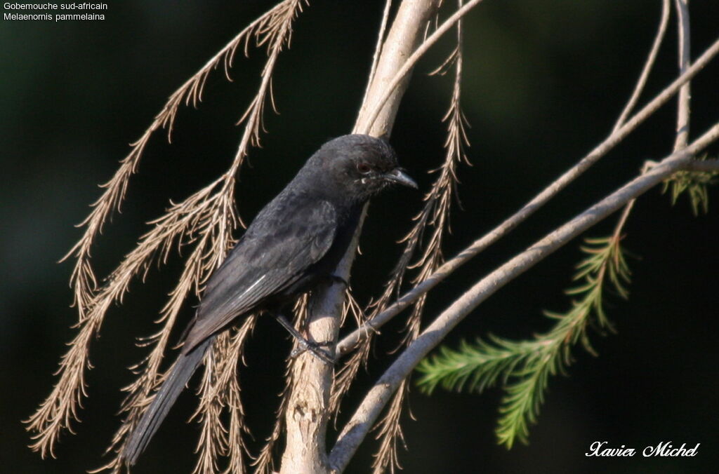 Southern Black Flycatcher