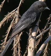 Southern Black Flycatcher