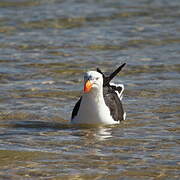 Pacific Gull