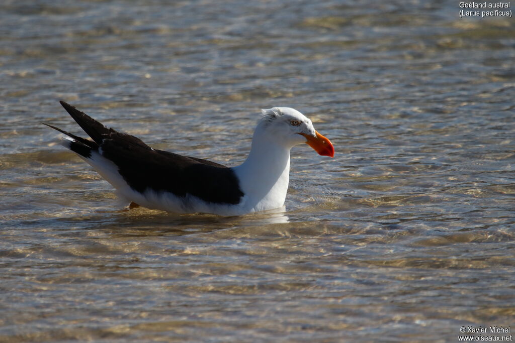 Pacific Gulladult, identification