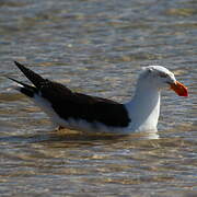 Pacific Gull