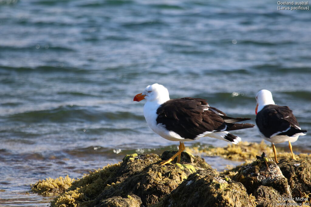 Pacific Gull