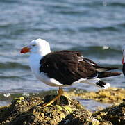 Pacific Gull