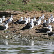 Lesser Black-backed Gull