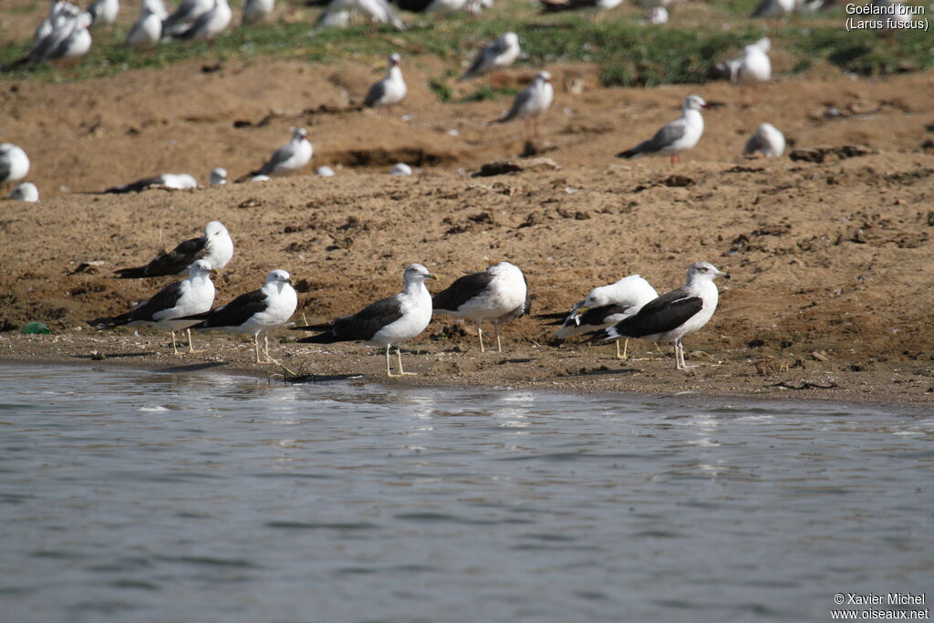 Lesser Black-backed Gull