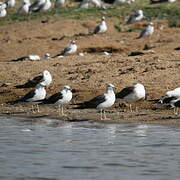 Lesser Black-backed Gull