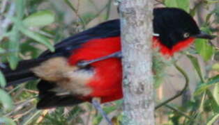 Black-headed Gonolek