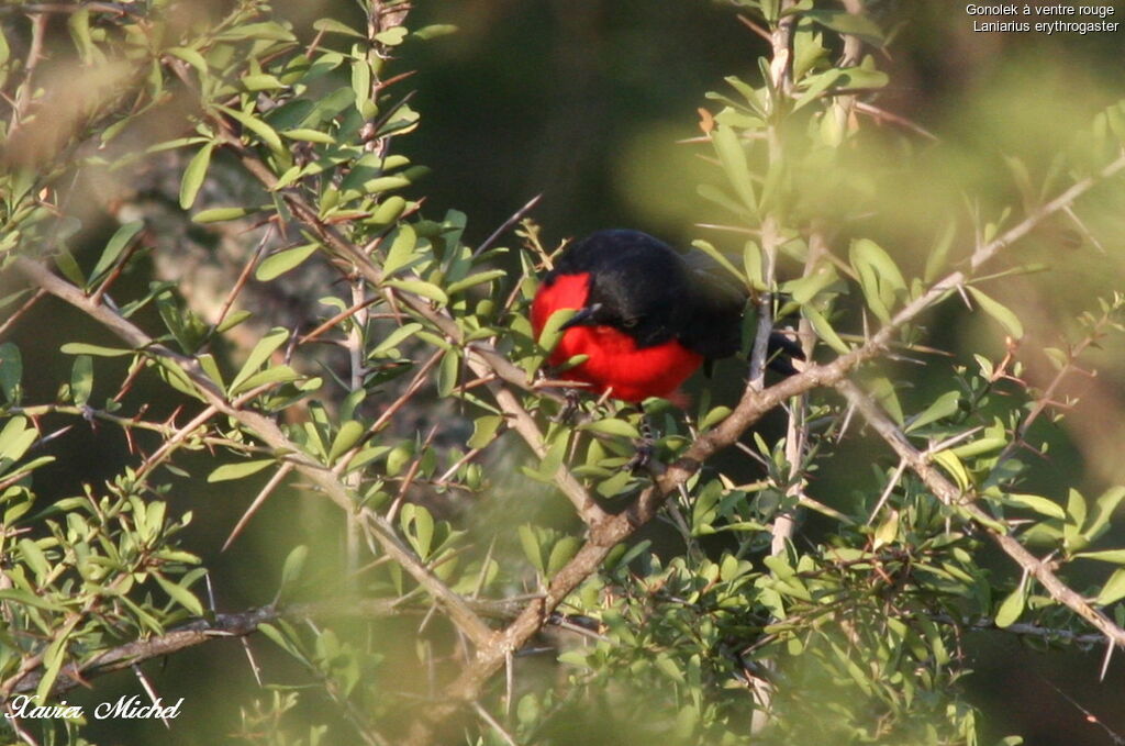 Black-headed Gonolek