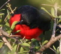 Black-headed Gonolek