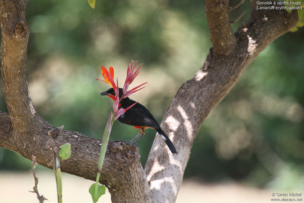 Black-headed Gonolek