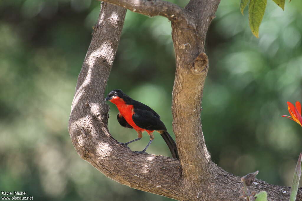 Black-headed Gonolekadult, Behaviour