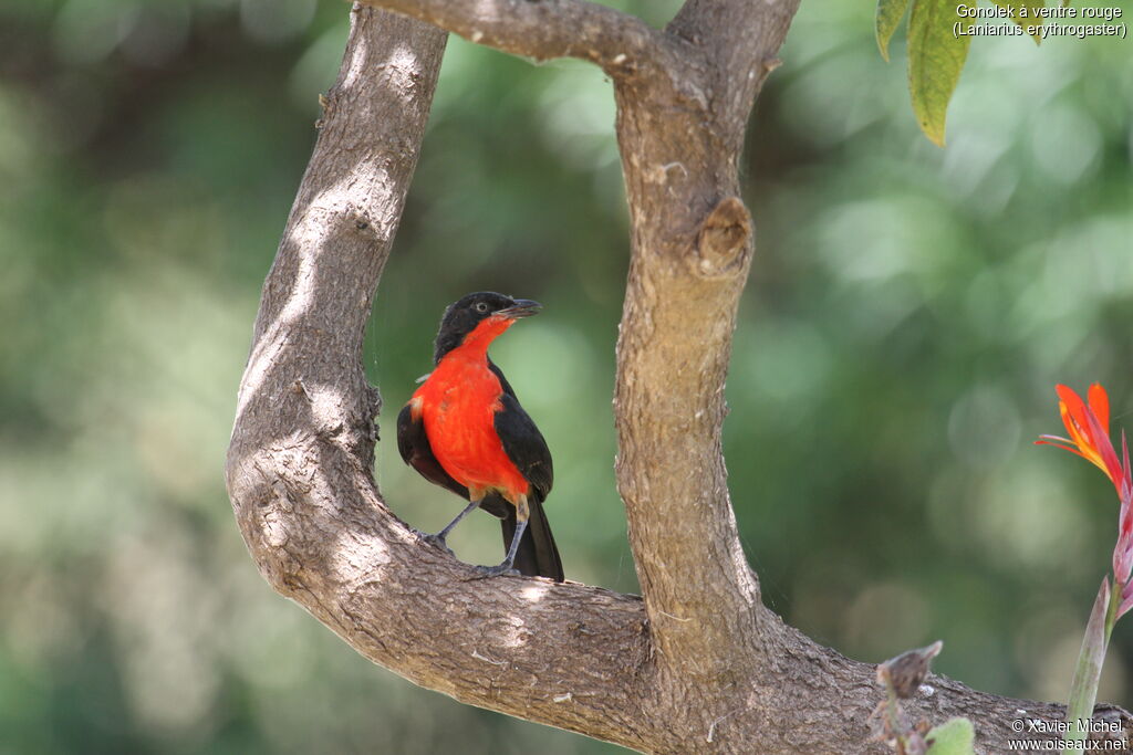 Black-headed Gonolek