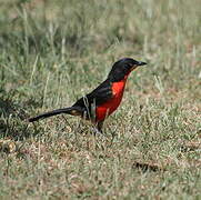 Black-headed Gonolek