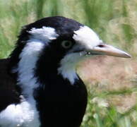 Magpie-lark