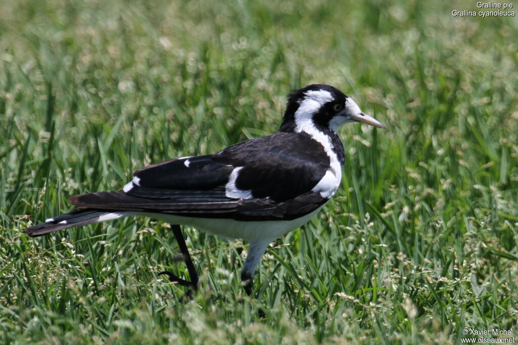 Magpie-lark female adult, identification