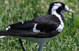 Magpie-lark