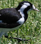 Magpie-lark