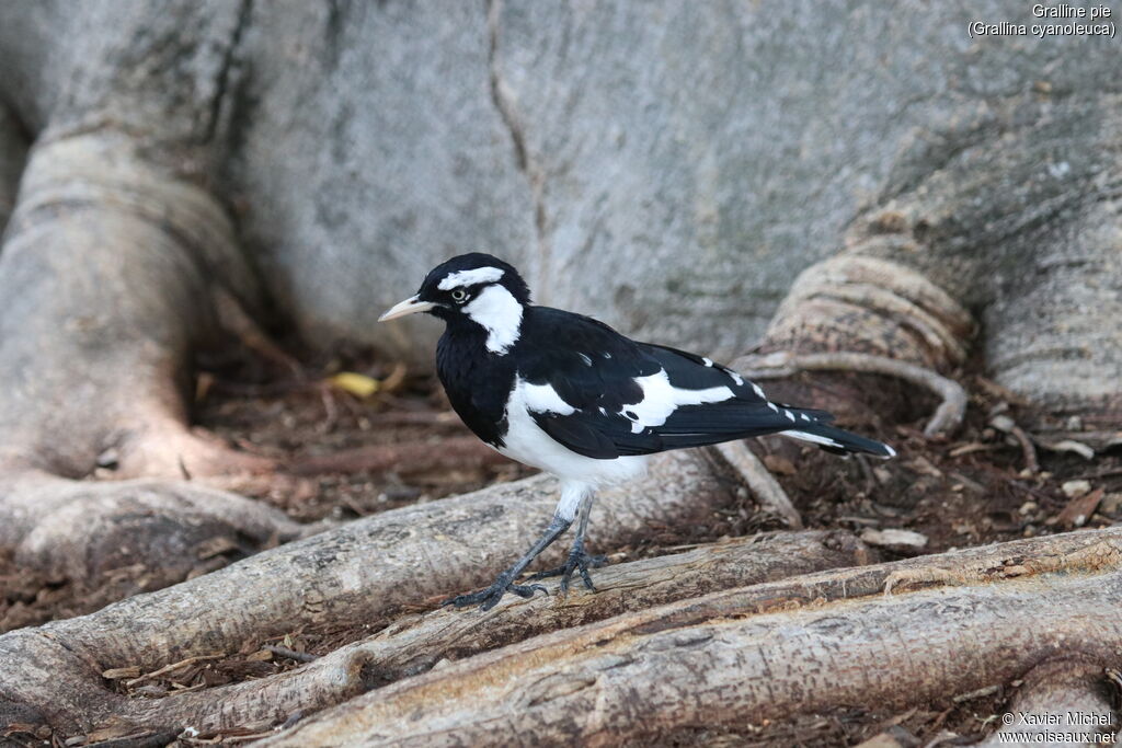 Magpie-lark male adult, identification