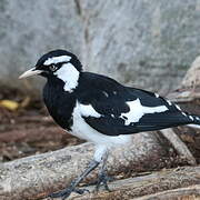 Magpie-lark