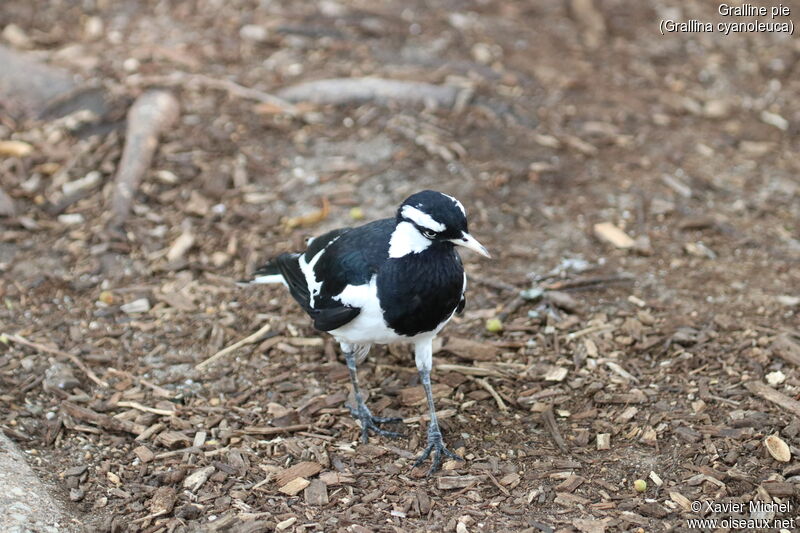 Magpie-lark male adult