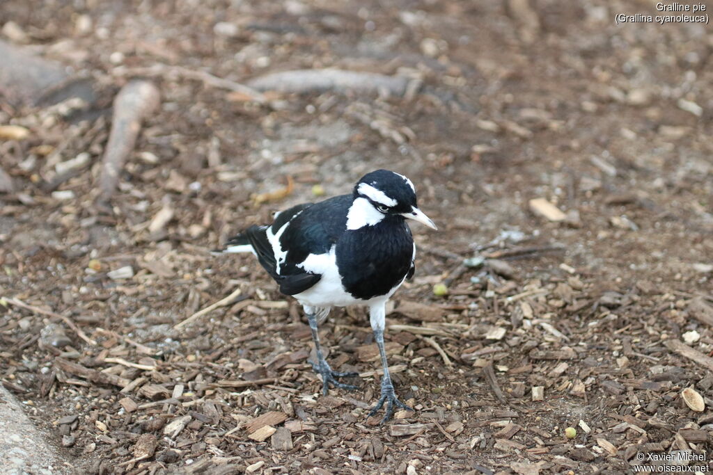 Magpie-lark male adult