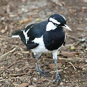 Magpie-lark