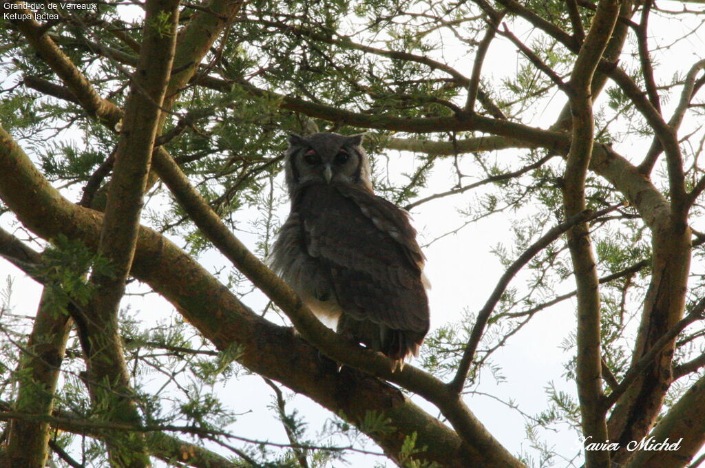 Verreaux's Eagle-Owl