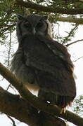 Verreaux's Eagle-Owl